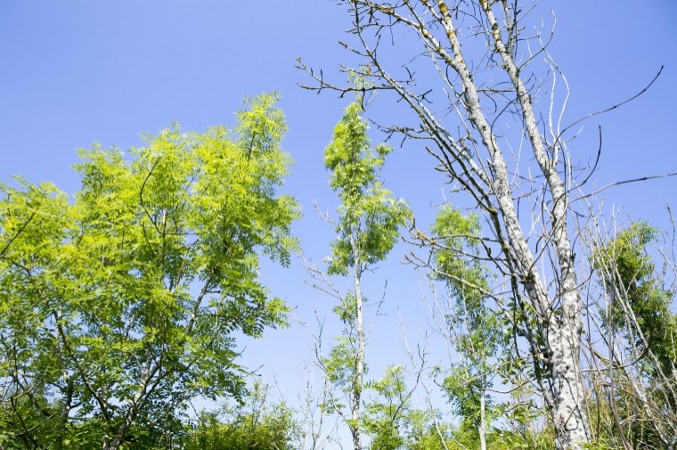 Woodland Trust helps landowners to tackle tree disease in the Kent Downs