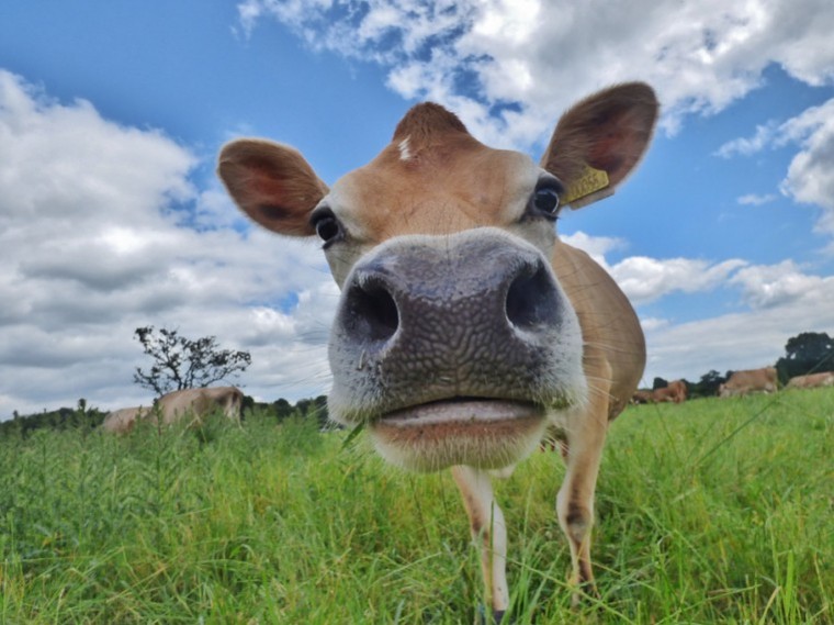 TB testing suspends raw milk sales