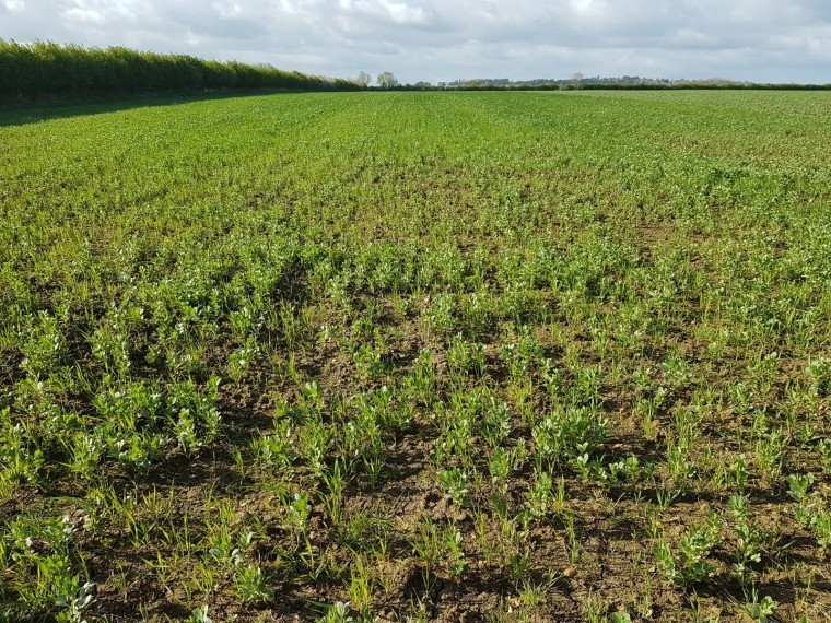 Plant teams give farmers a boost in intercropping field lab