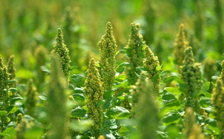 Processing agreement set to boost domestic quinoa crop