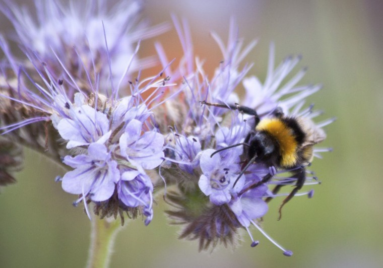 Mustard farmers join forces to protect British honey bees