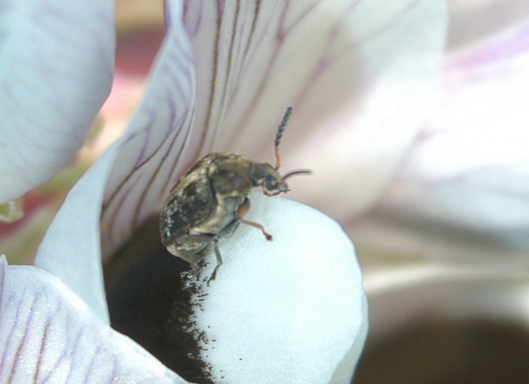 Break bruchid egg laying cycle