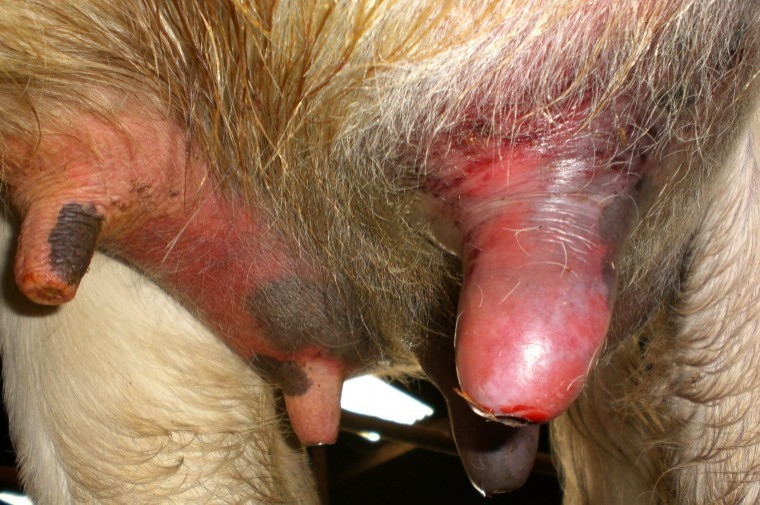 Mastitis and milk quality myths dispelled