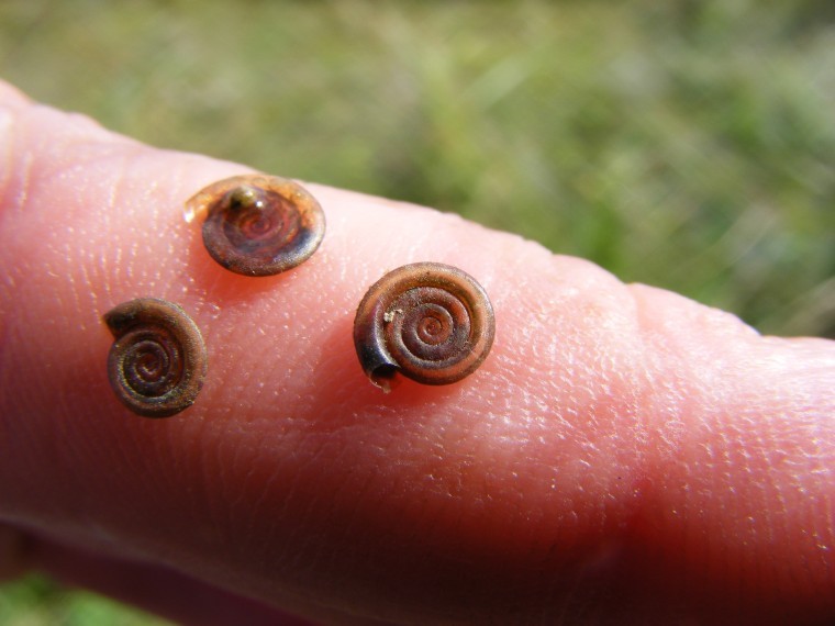 Snail may thwart flood plans