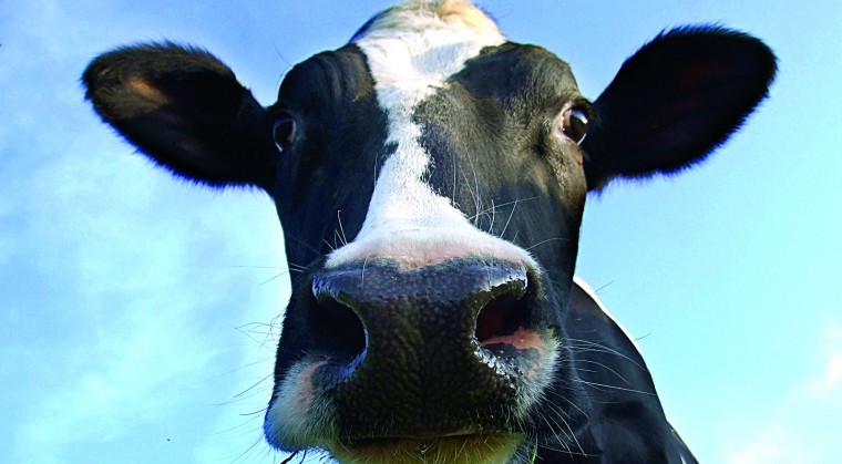 Lawyers fight for dairy farmers