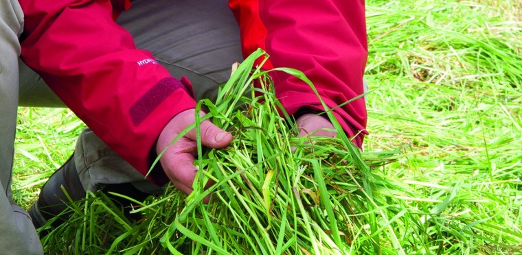 Maximise value of forthcoming silage cuts to make up for light first cuts