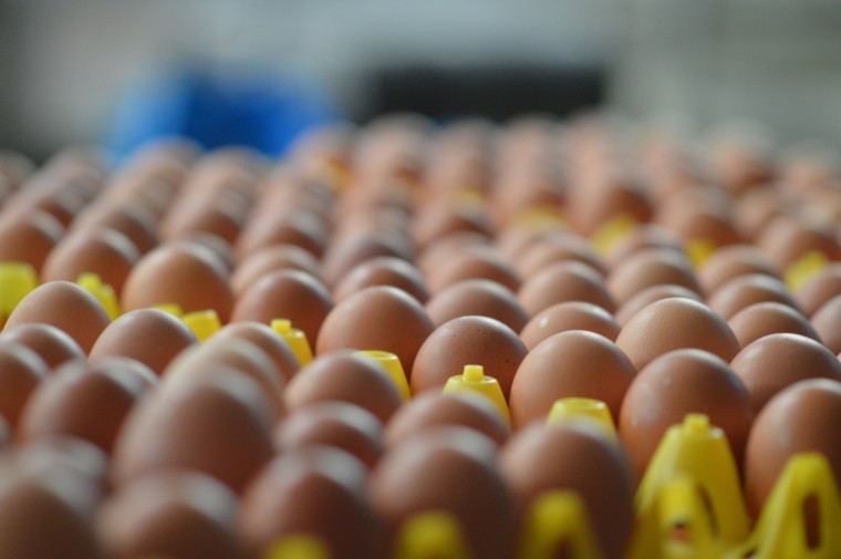 Nominate your heroes from the free range egg sector