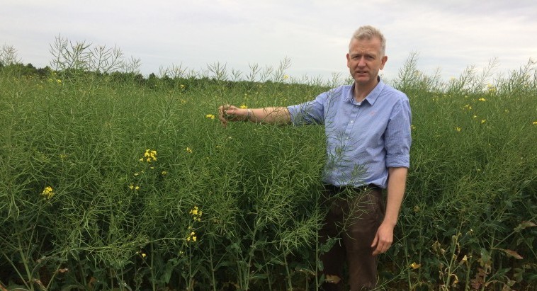 Top yielding Clearfield varieties in NIABTAG trials