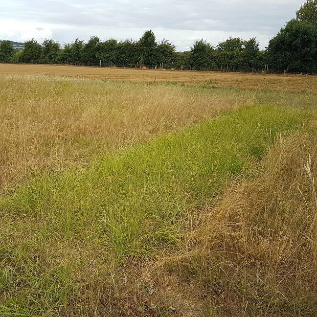 Festuloliums prove their worth in UK drought