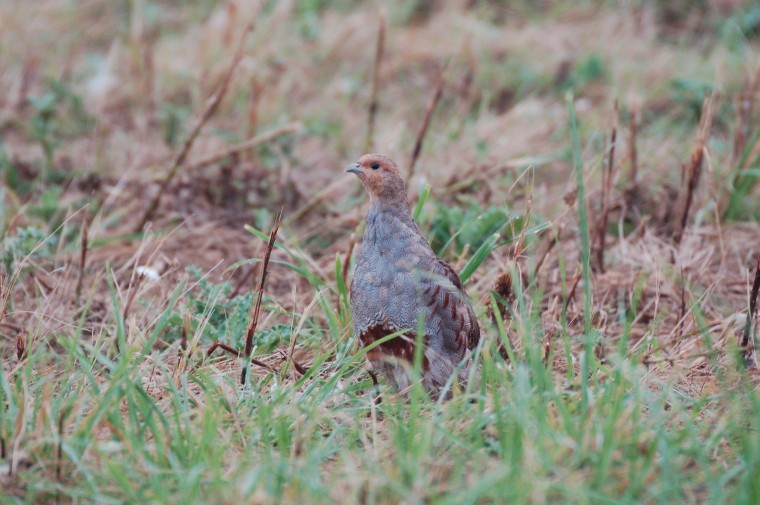 Every partridge counts