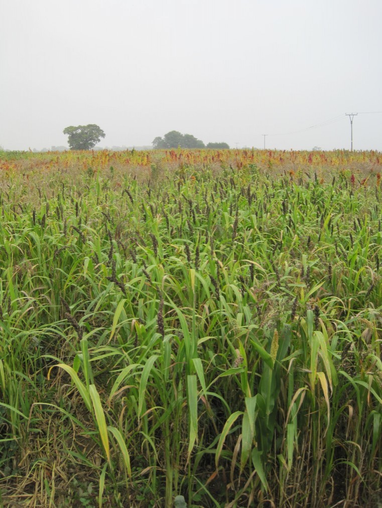 Weed control in game cover crops