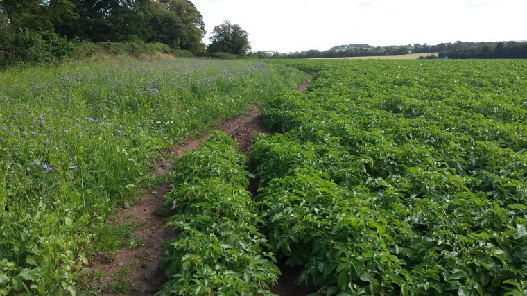 Green cover proves headland attraction