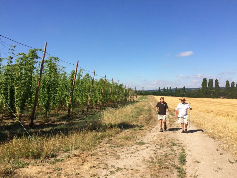 New hop garden to double hop yield