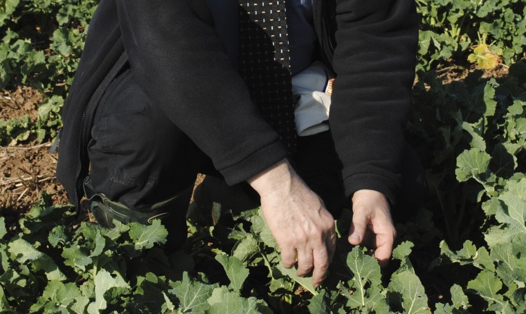 Variable OSR growth creates autumn fungicide challenge