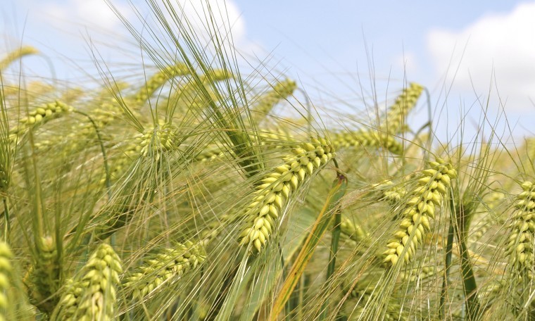 Latest app gives farmers an insight into hybrid barley returns