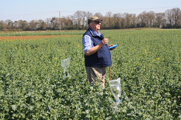 Pods look promising for oilseed rape