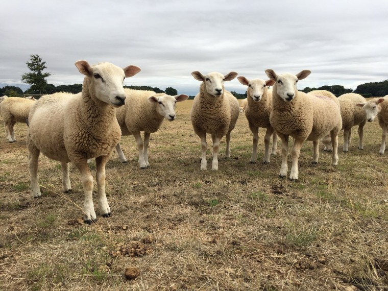 Hot, dry weather affects late-summer parasite risk