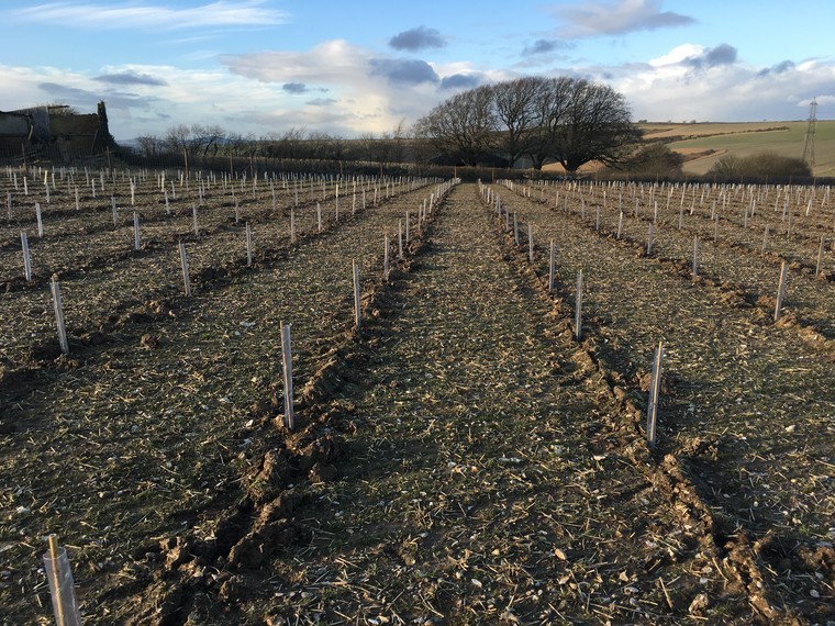 Forestry in the South East