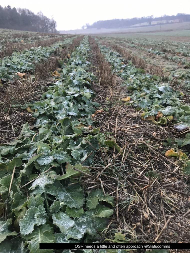 Advice to help OSR fulfil yield potential