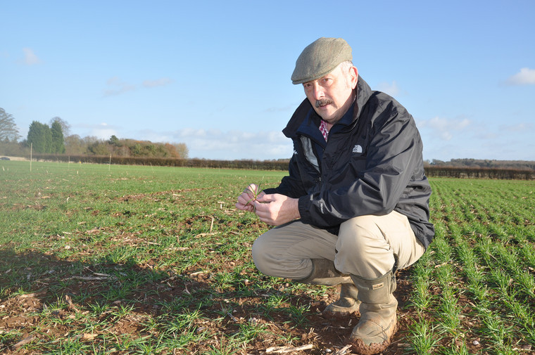 Watch for unexpected yellow rust in backward wheat