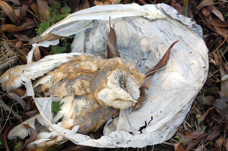 Sky lantern warning goes viral