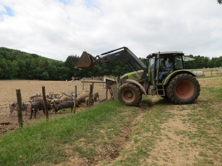 Thousands of sheep were bought in northern markets