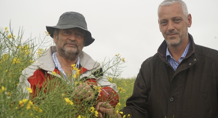 Strong growth habit dictates OSR success