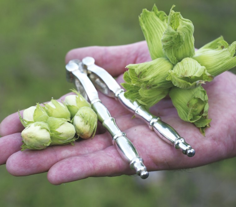 Demand increasing for cobnut products