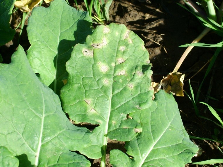 Twin OSR flowering sprays needed to beat high disease risk