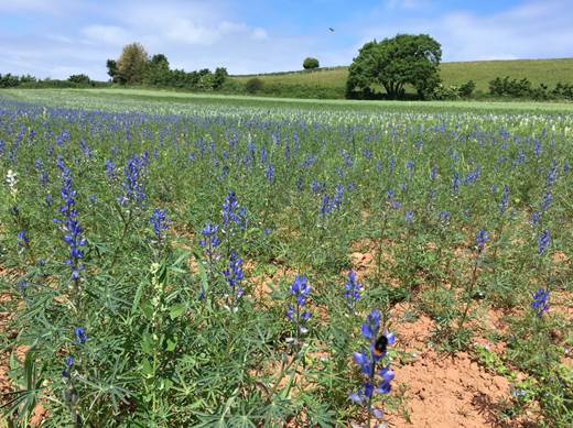 Grow organic lupins as a cash crop