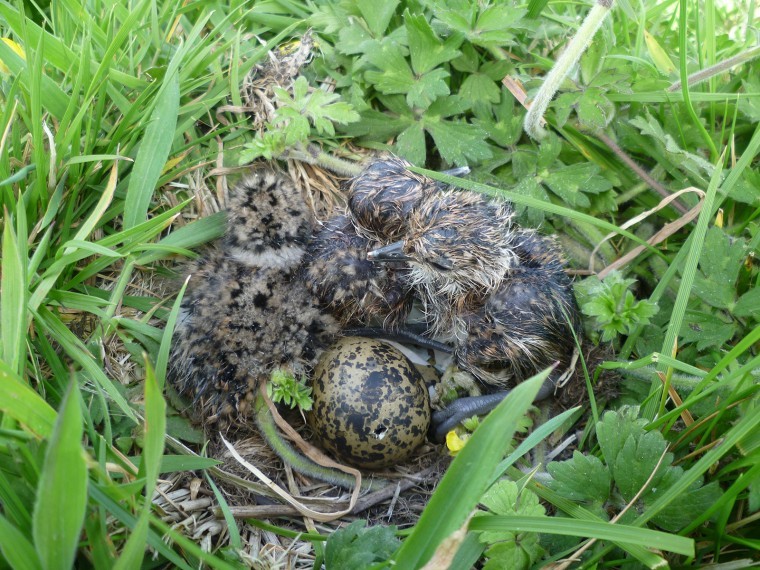 Farmers help to save iconic bird