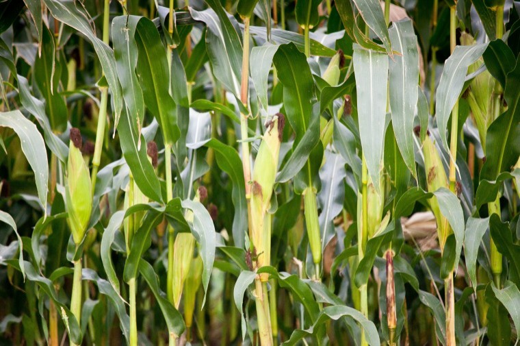 Maize variety choices for 2017