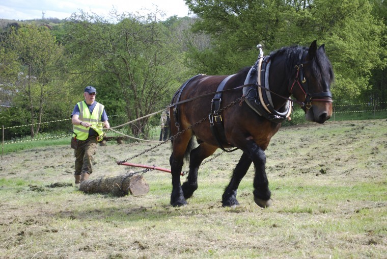 Horse charity faces closure without building