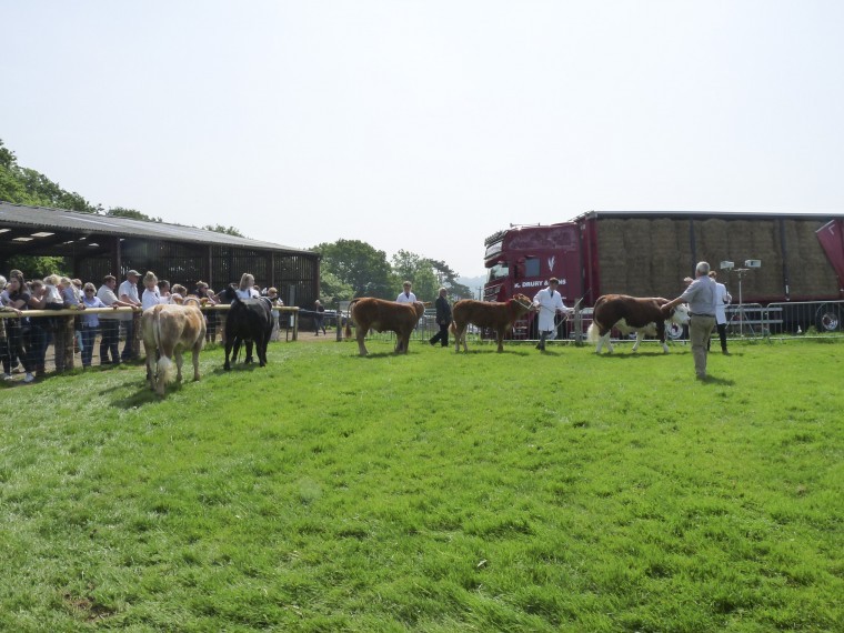 More sheep entries than ever