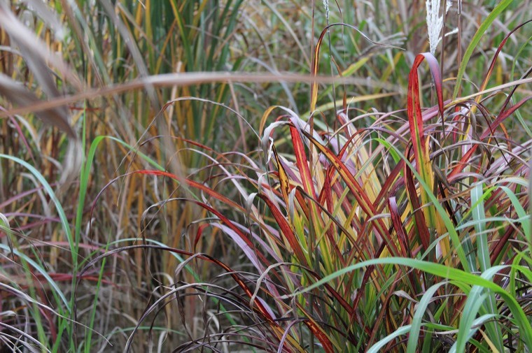 Miscanthus grown from seed available as soon as 2019