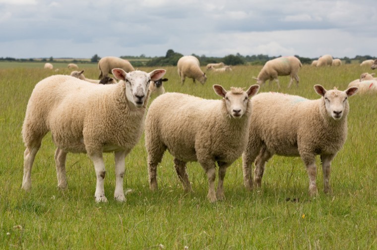 New intensive finishing feed for end of season lambs