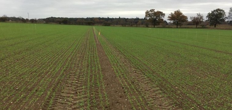 Trials shed light on take-all in barley