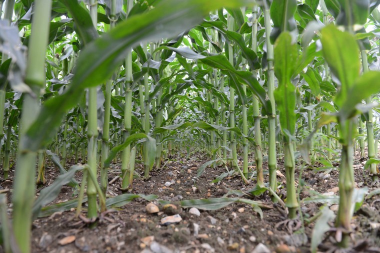 Take early action on maize weeds