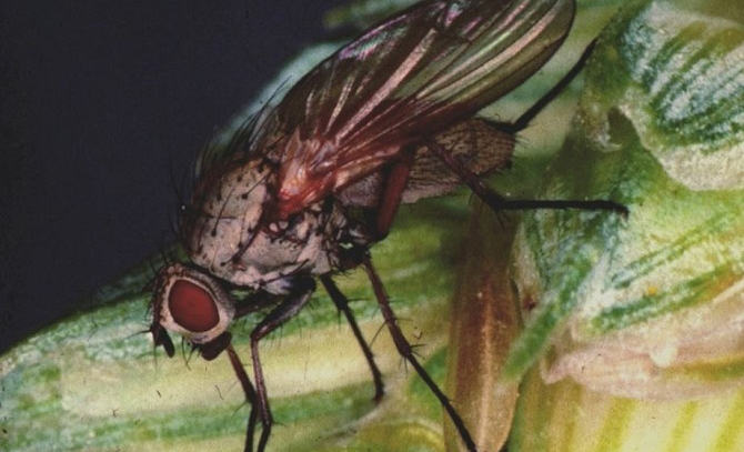 Wheat bulb fly pressure stays low in 2018