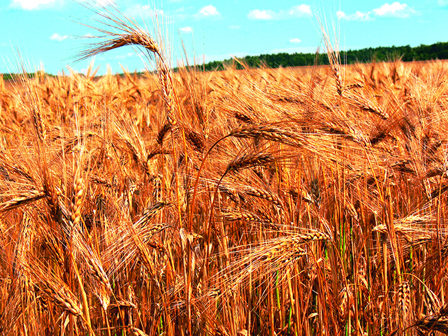 GM wheat trial will unblock barrier to boosting yields