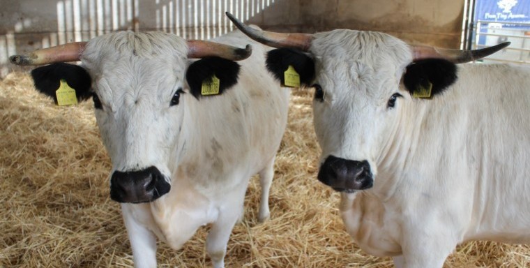 Endangered White Park cattle arrive