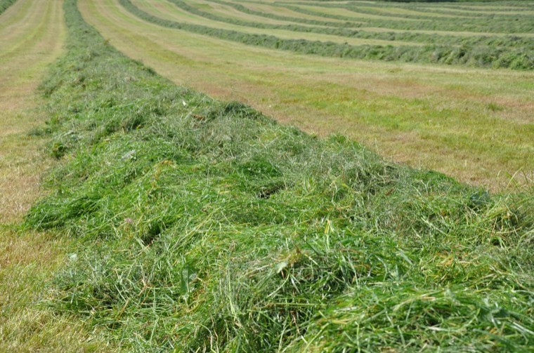 Take steps to head off silage shortfalls