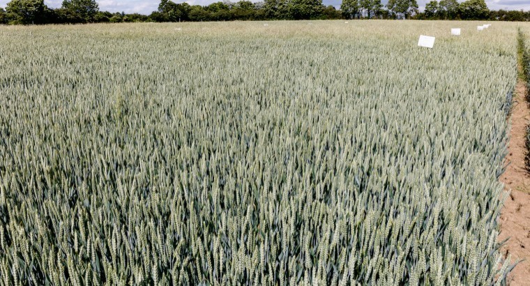 Extra boost to post-em blackgrass control