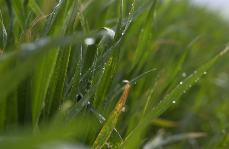 Survey shows wheat growers massively in favour of early disease prevention