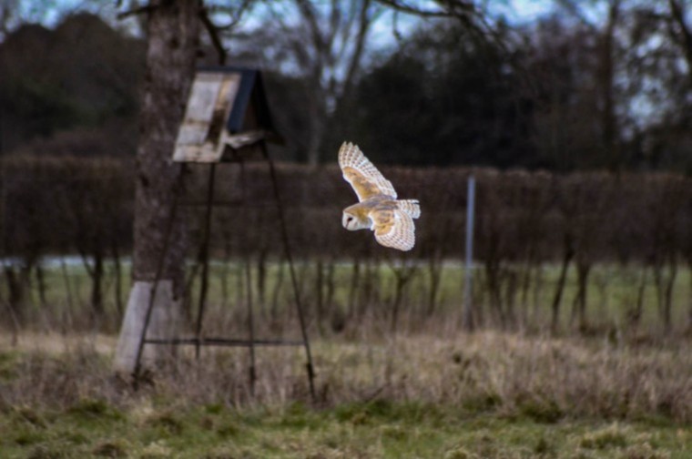 The Big Farmland Bird Count is here