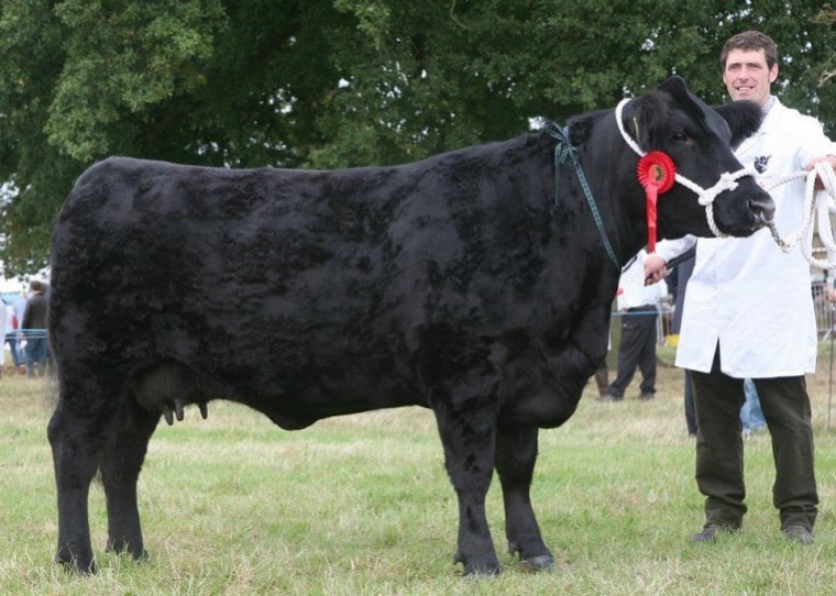 Creep feed suckler calves or risk extended finishing and higher costs