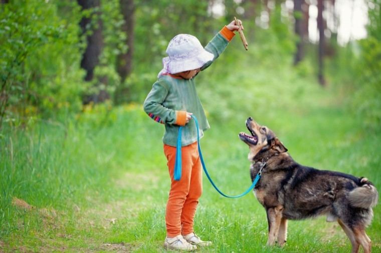 Dog owners reminded to keep their dogs on a lead this autumn