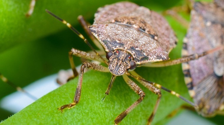 Search for non-native stink bug in fruit crops