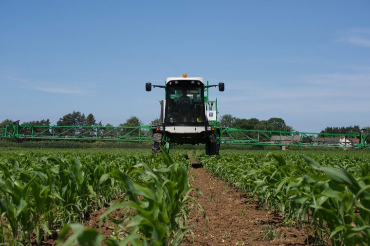 Go early to avoid loss in maize yields