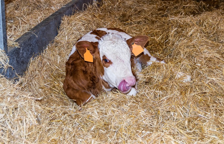 How livestock farmers can maximise straw usage this winter​